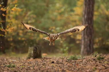 Kuş, hayvan, baykuş, yaklaşın.