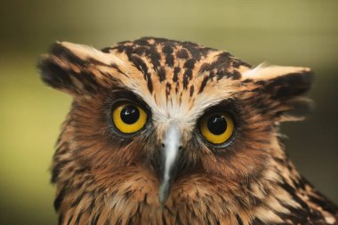 Kuş, hayvan, baykuş, yaklaşın.