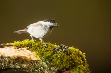 tit in the park in wild