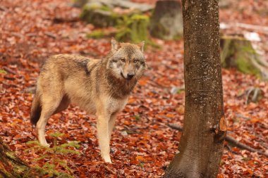 male Eurasian wolf (Canis lupus lupus) 
