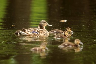 Dişi ördek (Aythya fuligula) ve küçük ördek yavrusu ailesi