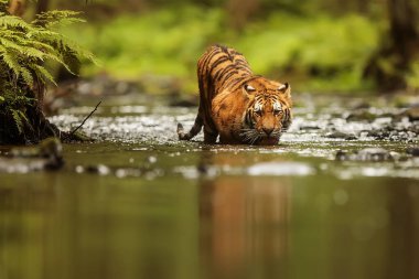 Cute tiger  portrait in  wild nature 