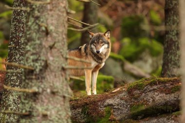 male Eurasian wolf (Canis lupus lupus) 