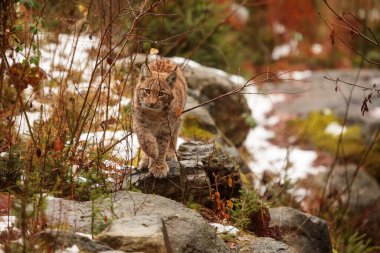 Avrasya vaşağı, Lynx vaşak, karlı ormanda.