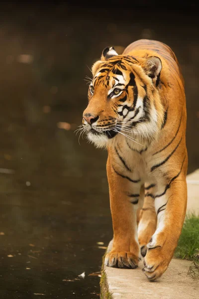 Animal Tiger Wild Nature — 스톡 사진