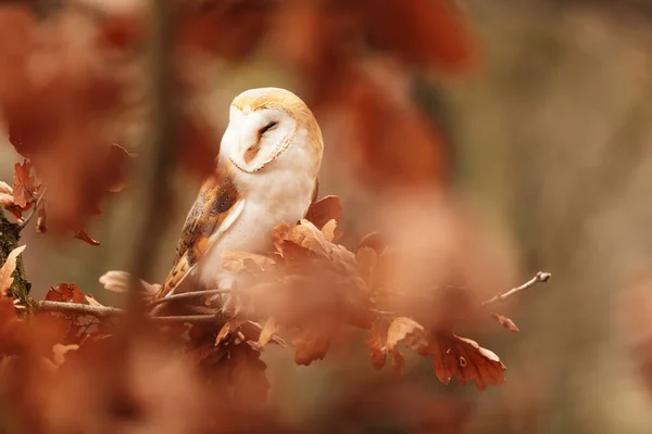 Bird Fauna Owl Close — Stok fotoğraf