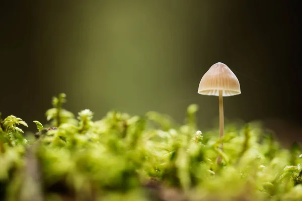 Closeup Mushroom Ground — Foto Stock