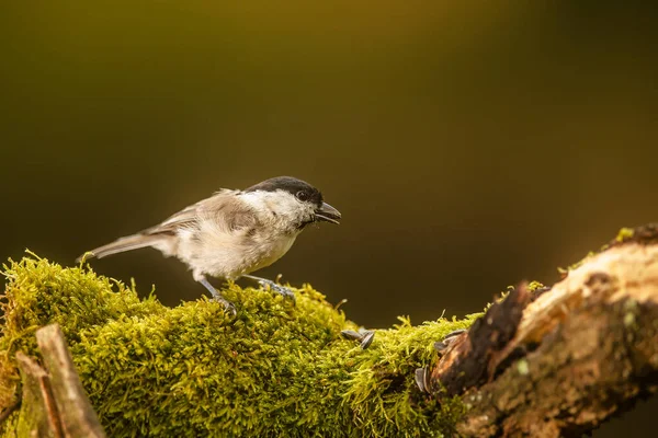 Tit Park Wild — Foto Stock