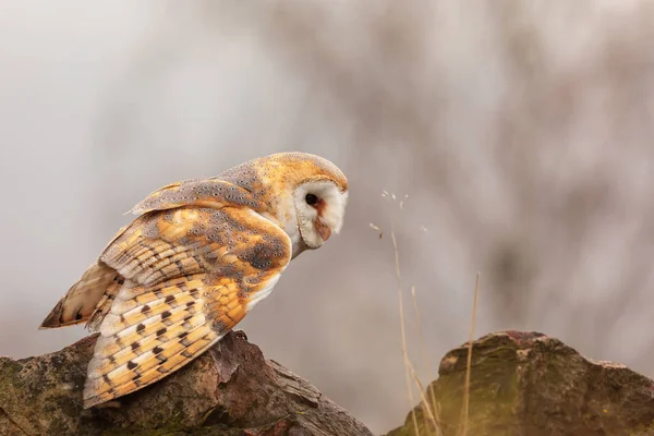 Bird Fauna Owl Close — Stockfoto