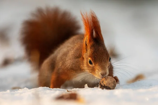 Cute Red Squirrel Sciurus Vulgaris Found Nut Snow — Stock Photo, Image