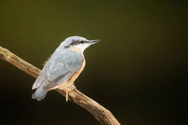 Eurasian Tit Bird Fauna — Stock Photo, Image