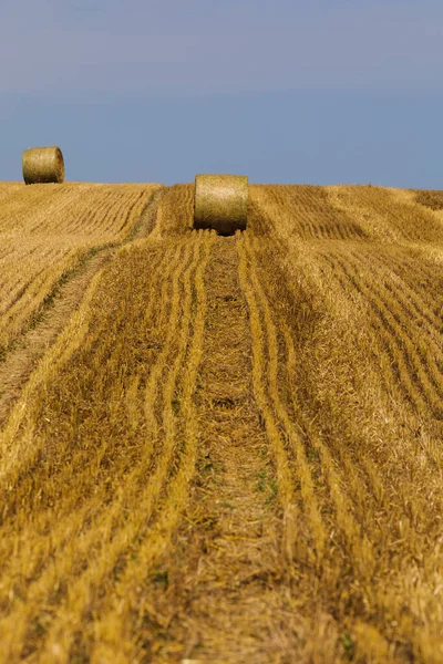 Campo Alla Fine Dell Estate — Foto Stock