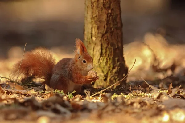 Cute Red Squirrel Sciurus Vulgaris — ストック写真