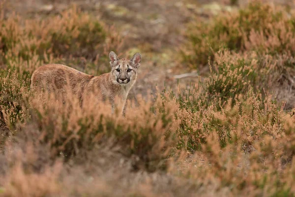 American Cougar Hurry Prey — Stockfoto