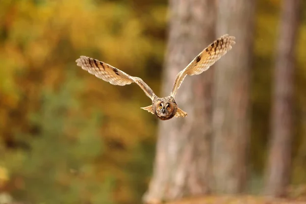 Bird Fauna Owl Flight — Fotografia de Stock