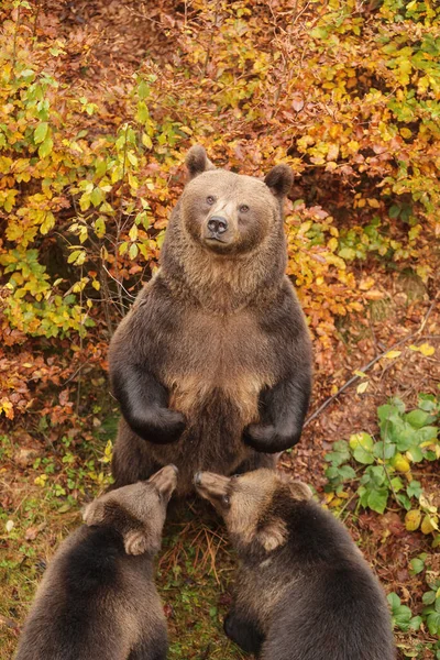 Brown Bear Wild Nature — Stock Photo, Image