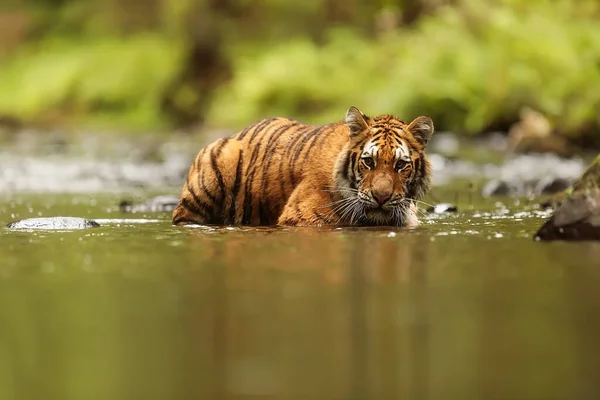 Cute tiger  portrait in  wild nature