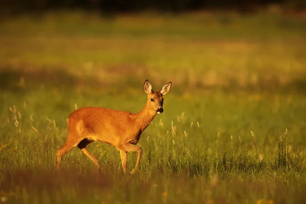 Cute Red Deer Cervus Elaphus — Stok fotoğraf