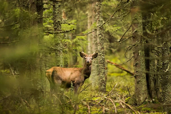 Cute Red Deer Cervus Elaphus — Stok fotoğraf