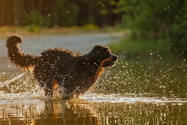 Hund Hovawart Guld Och Svart Rinner Genom Grunt Vatten Vid — Stockfoto