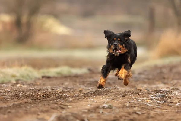 Dog Hovawart Gold Black — Stockfoto