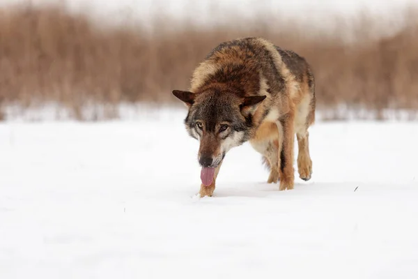 Eurasischer Wolf Canis Lupus Lupus — Stockfoto
