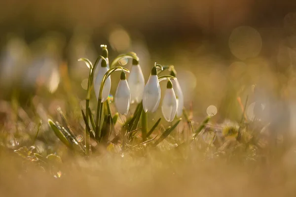 Beautiful Snowdrops Flowers Plants Close — Foto de Stock