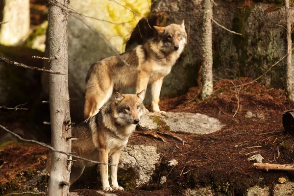 Eurasian Wolves Canis Lupus Lupus — Foto de Stock