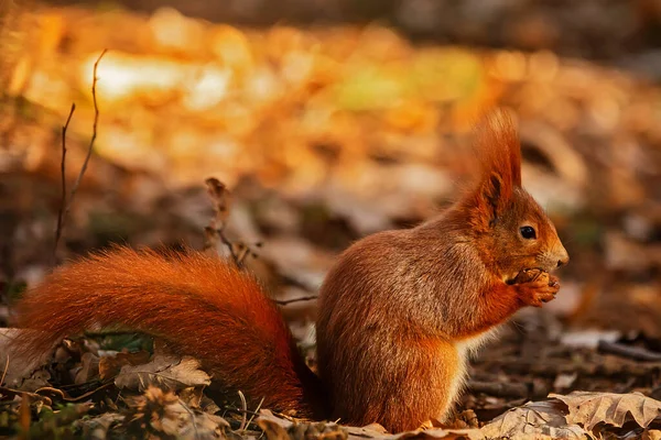 Cute Red Squirrel Sciurus Vulgaris — 스톡 사진