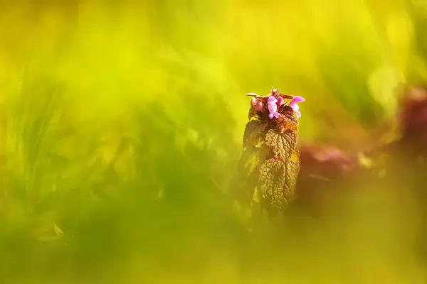 Closeup Flower Blurred Background — Stockfoto