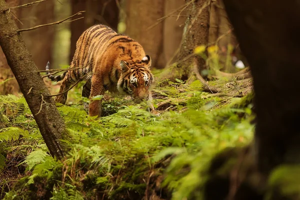 Cute tiger in wild nature