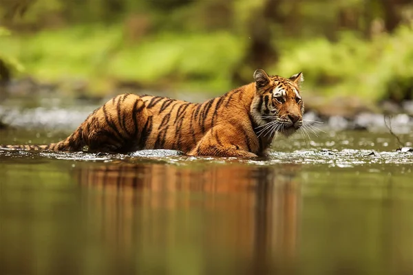 Cute Tiger Portrait Wild Nature — 图库照片