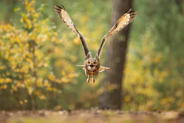 Pták Fauna Sova Zblizka — Stock fotografie