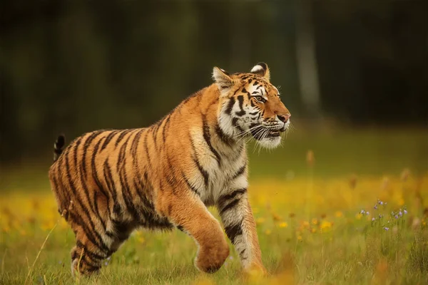 Cute Tiger Wild Nature — Fotografia de Stock
