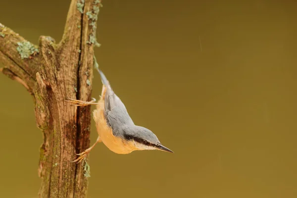 Nuthatch Eurasiático Sitta Europaea — Fotografia de Stock