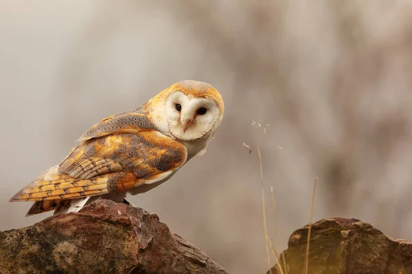 Bird Fauna Owl Close — Stock fotografie