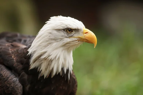 Bald Eagle Portrait Natural Background — Zdjęcie stockowe
