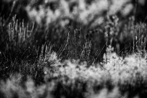 Wet Grass Field Flora — 스톡 사진