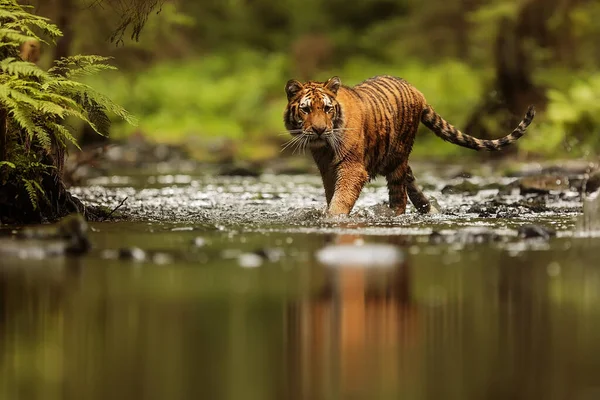 Cute Tiger Portrait Wild Nature — 스톡 사진