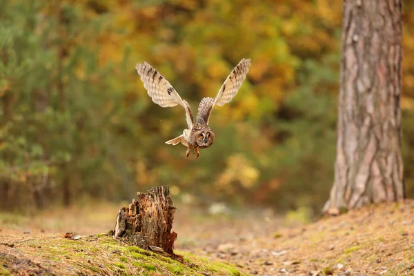 Bird Fauna Owl Flight — Fotografia de Stock