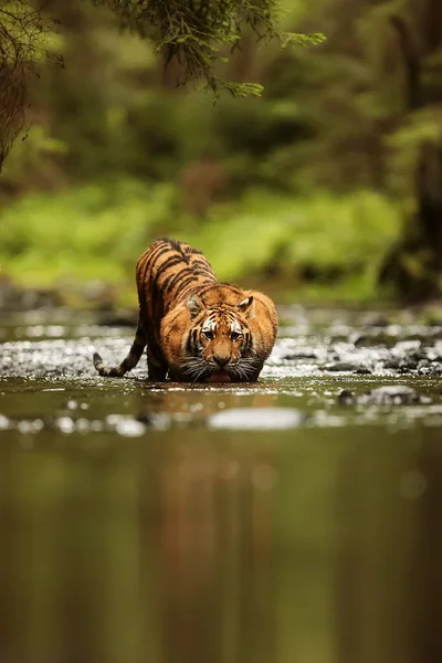 Cute Tiger Portrait Wild Nature — 스톡 사진