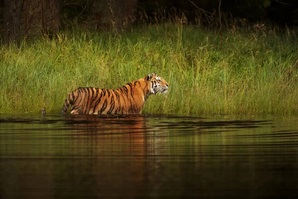 Cute Tiger Wild Nature — Stock Photo, Image