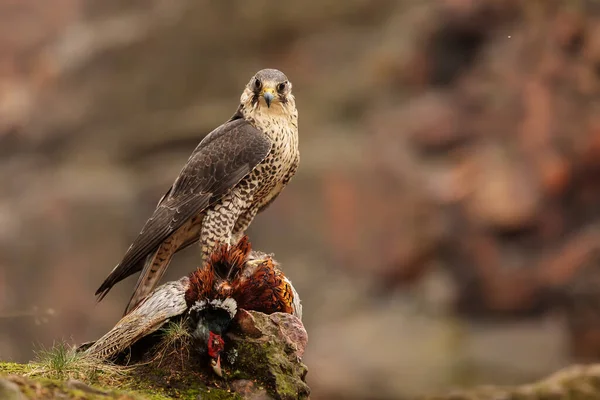 Falcon Wild Life Animal — Stockfoto