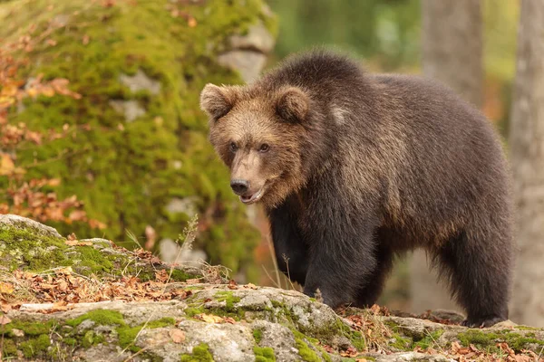 Brown Bear Wild Nature —  Fotos de Stock