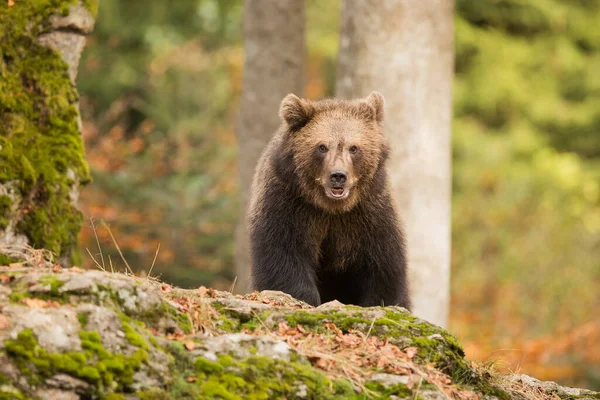 Brown Bear Wild Nature — Stock Fotó