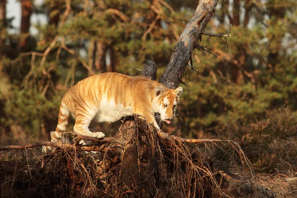 animal,  cub Bengal tiger in wild nature