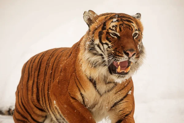 tiger in wild nature  in winter