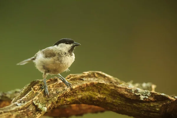 Tit Park Wild — Stockfoto