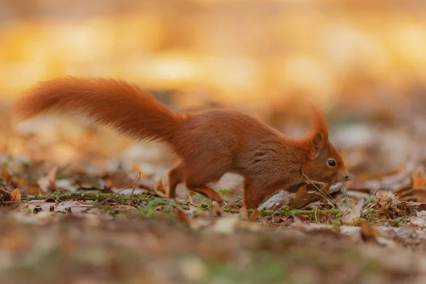 Cute Red Squirrel Sciurus Vulgaris — Fotografia de Stock