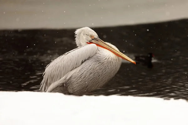 Bird Pelican Close — Photo
